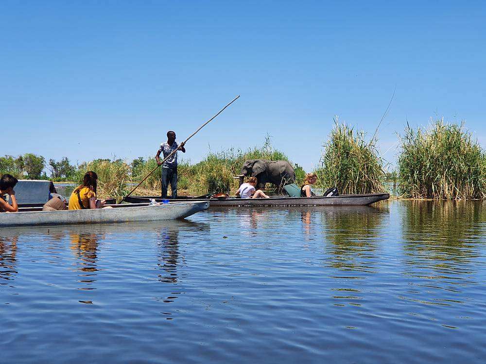 Safari Okavango deltaet