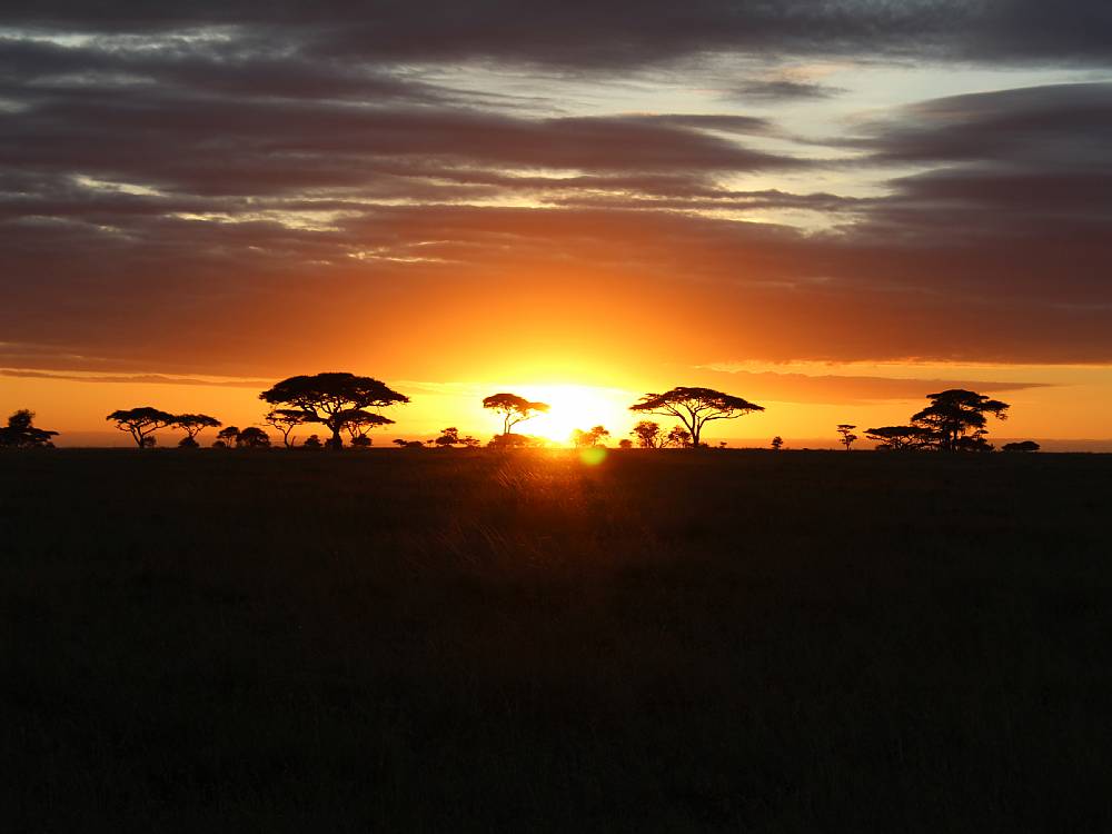 Solnedgang over savannen