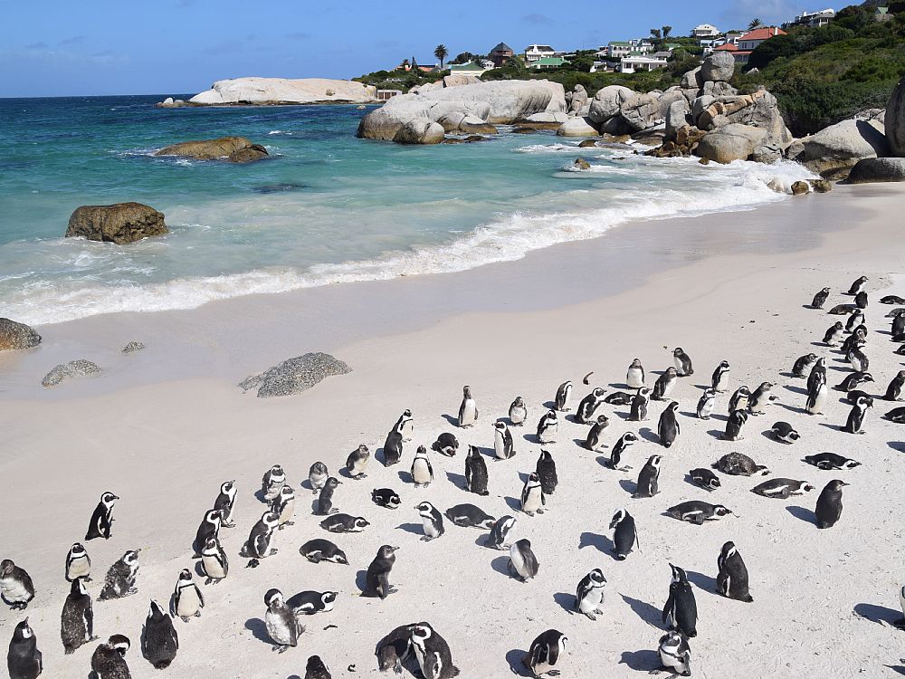 Se pingviner på stranden